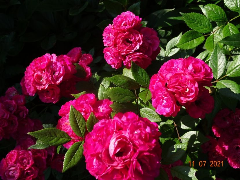  - Trandafiri 2021 2
