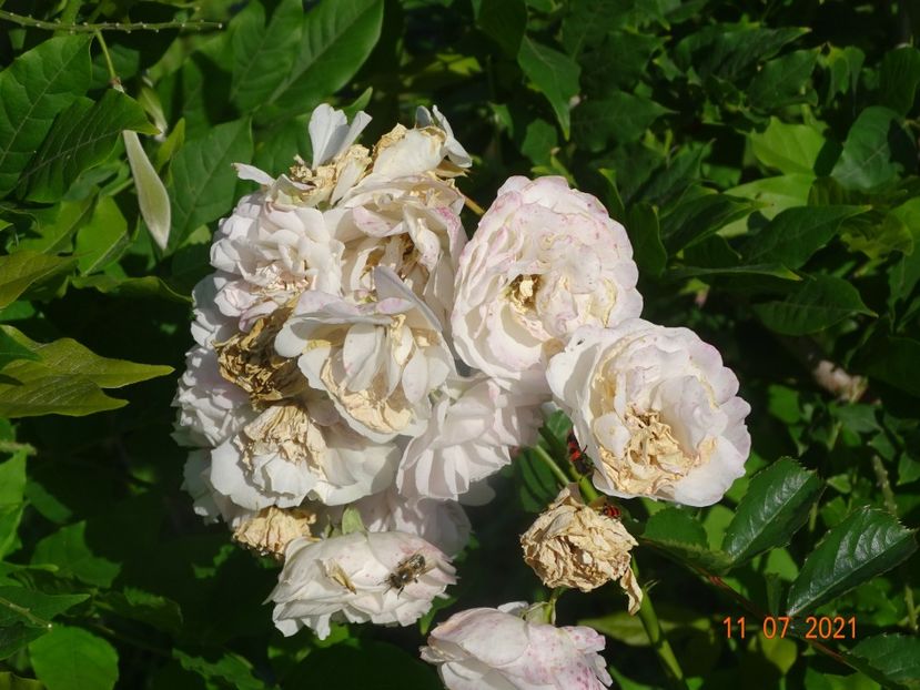  - Trandafiri 2021 2
