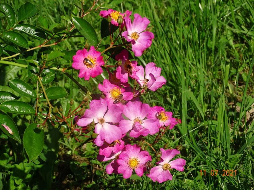  - Trandafiri 2021 2