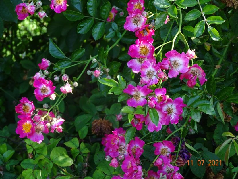  - Trandafiri 2021 2