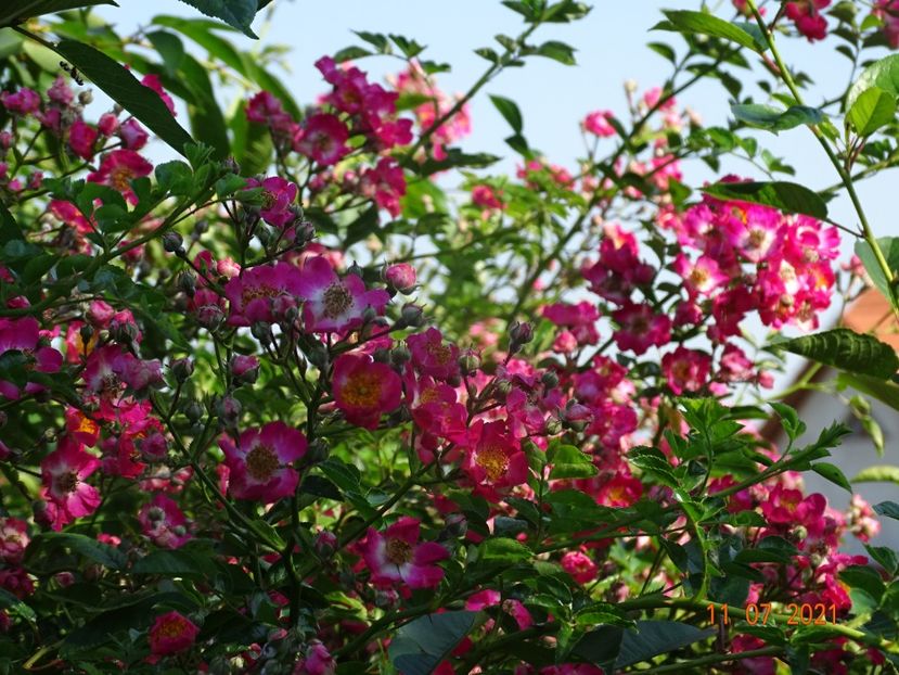  - Trandafiri 2021 2