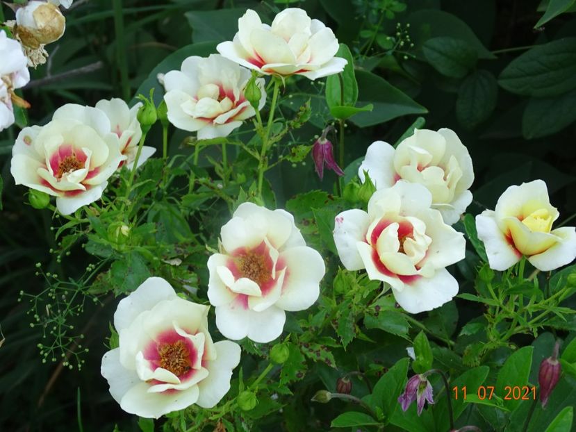  - Trandafiri 2021 2