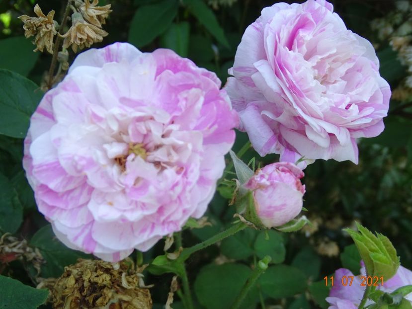  - Trandafiri 2021 2