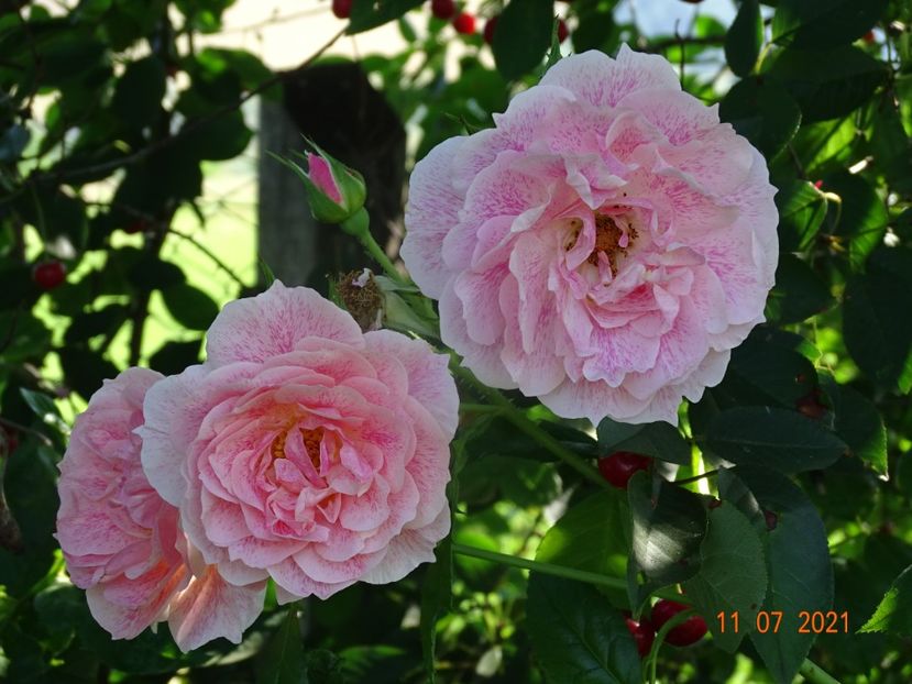  - Trandafiri 2021 2