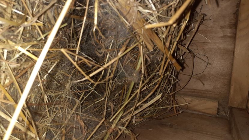  - CUIBURI DE IEPURAS