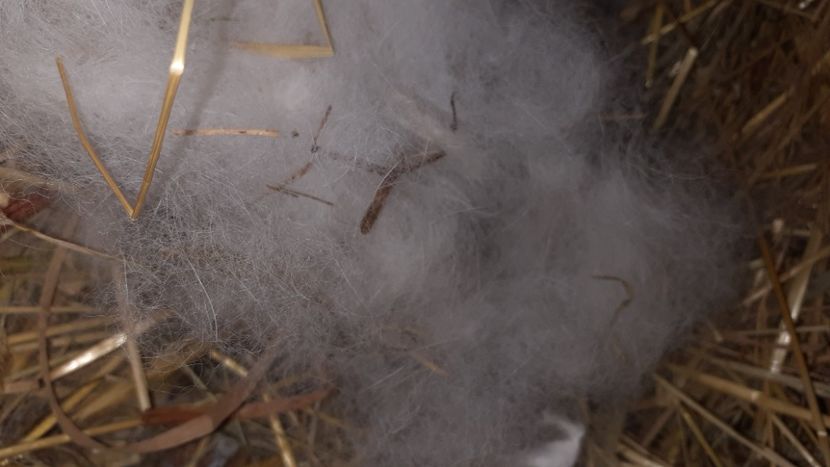  - CUIBURI DE IEPURAS