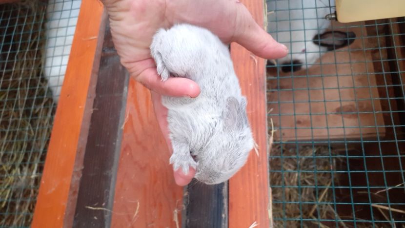  - CUIBURI DE IEPURAS