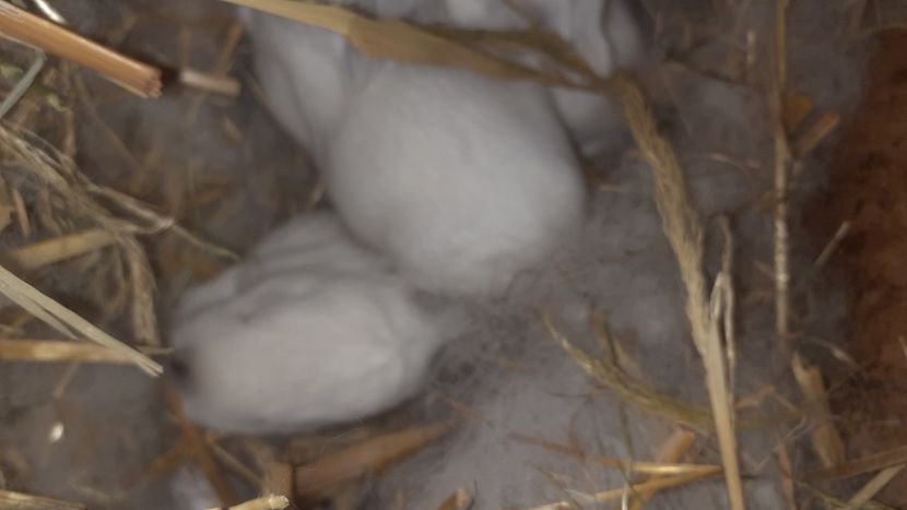  - CUIBURI DE IEPURAS