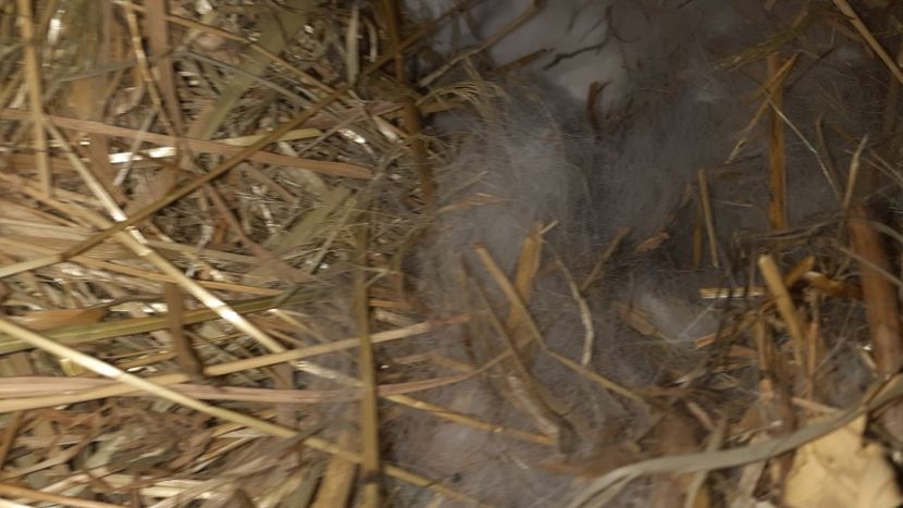  - CUIBURI DE IEPURAS