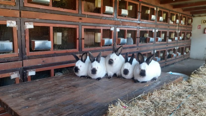  - A-IEPURI CALIFORNIENI