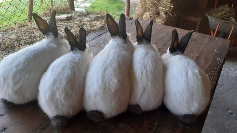  - A-IEPURI CALIFORNIENI