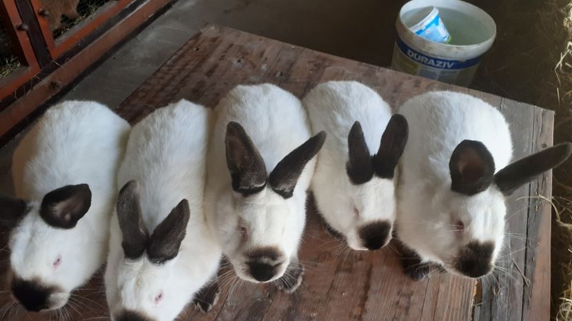  - A-IEPURI CALIFORNIENI