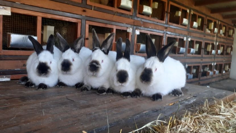  - A-IEPURI CALIFORNIENI