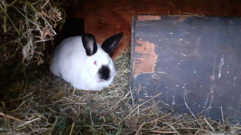  - A-IEPURI CALIFORNIENI