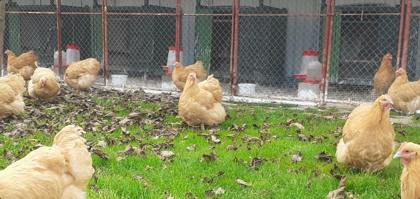 16.10.2021 - G ORPINGTON GALBEN