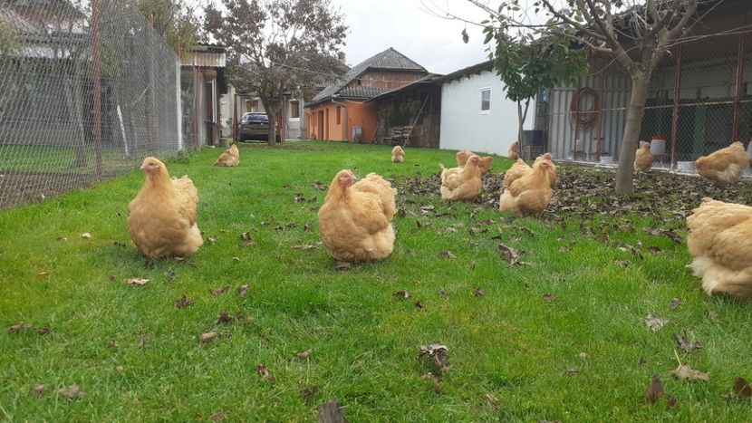  - G ORPINGTON GALBEN