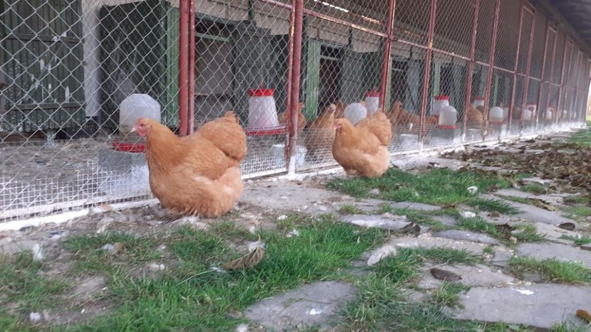  - G ORPINGTON GALBEN