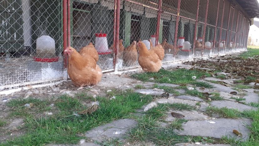  - G ORPINGTON GALBEN