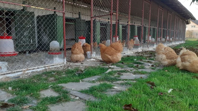  - G ORPINGTON GALBEN