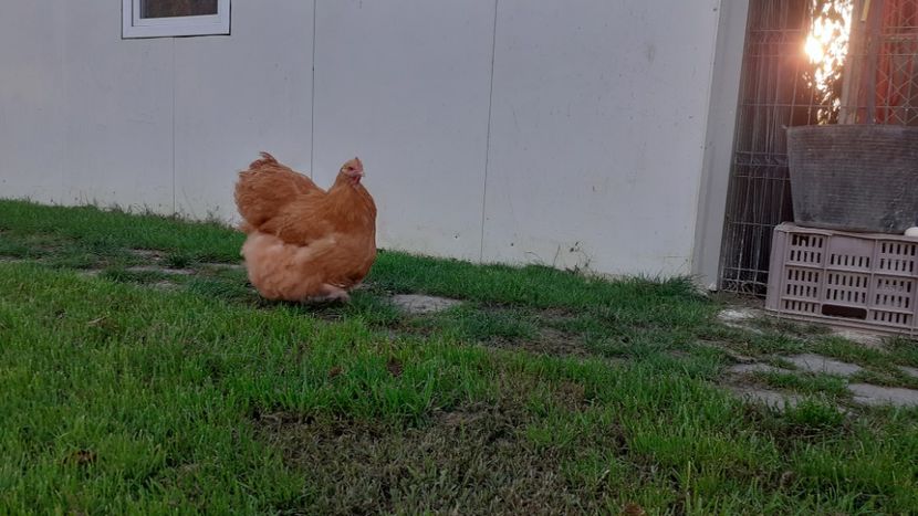  - G ORPINGTON GALBEN