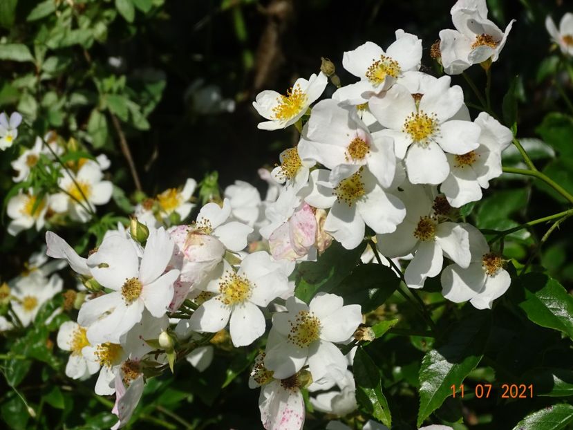  - Trandafiri 2021 2