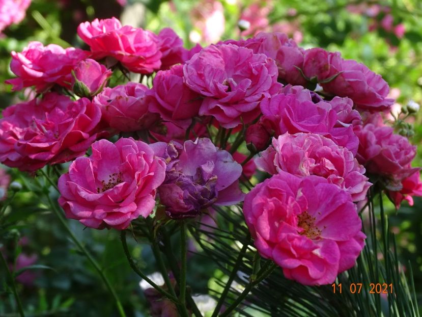  - Trandafiri 2021 2