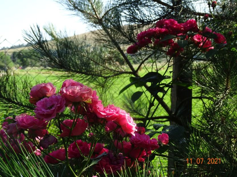  - Trandafiri 2021 2