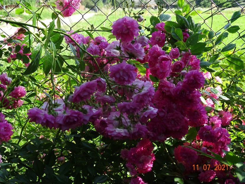  - Trandafiri 2021 2