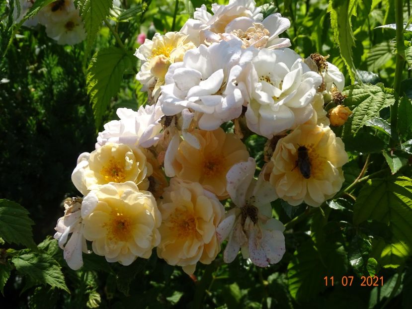  - Trandafiri 2021 2