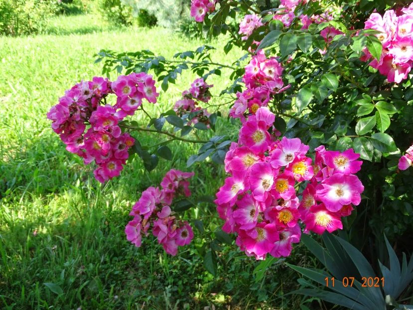  - Trandafiri 2021 2