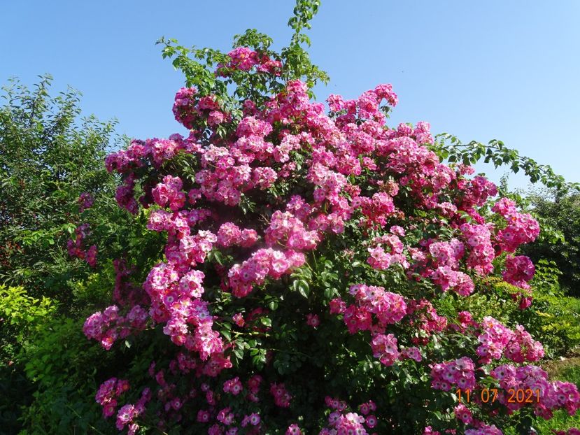  - Trandafiri 2021 2