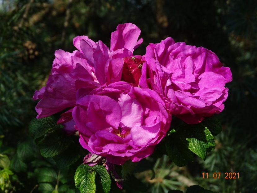  - Trandafiri 2021 2