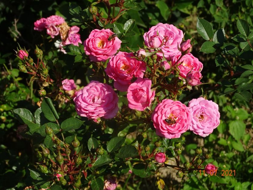  - Trandafiri 2021 2