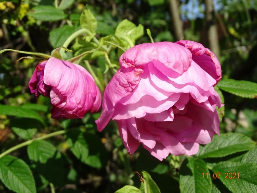  - Trandafiri 2021 2