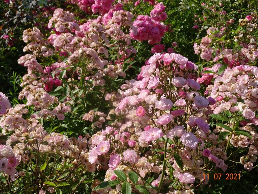  - Trandafiri 2021 2
