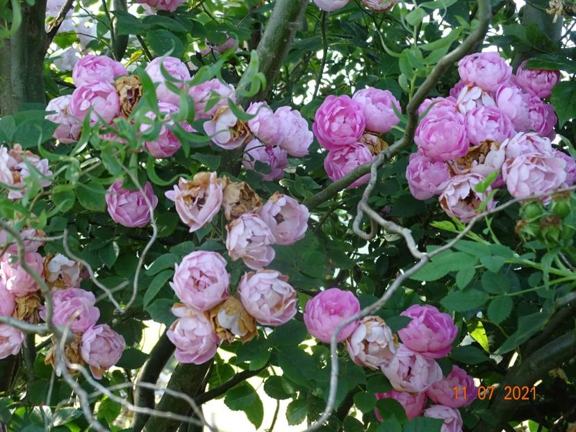  - Trandafiri 2021 2