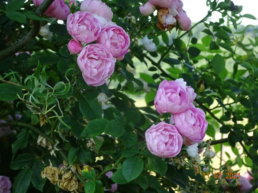  - Trandafiri 2021 2