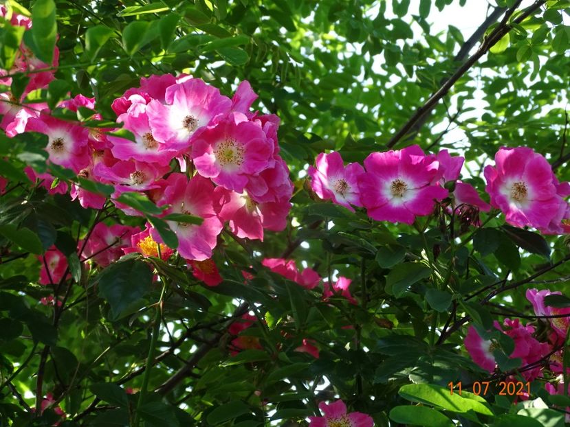  - Trandafiri 2021 2