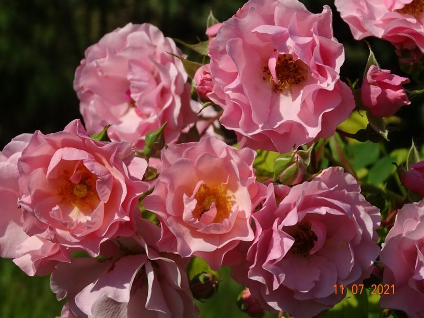  - Trandafiri 2021 2