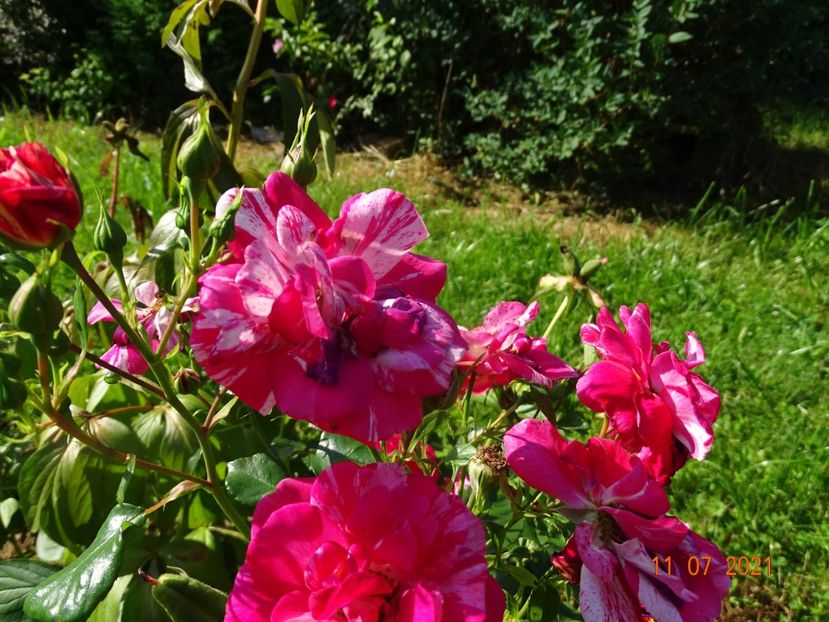  - Trandafiri 2021 2