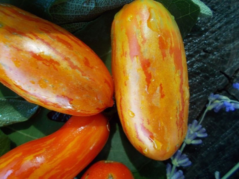  - SEMINTE ROSII - T 720 OLIVETTE STRIEE