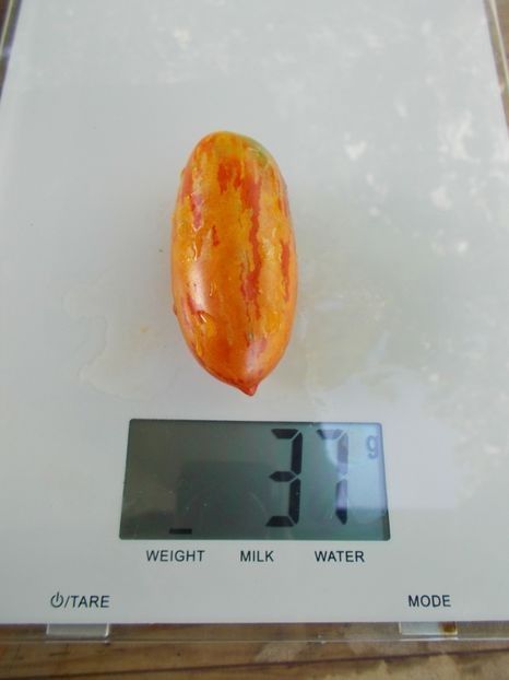  - SEMINTE ROSII - T 720 OLIVETTE STRIEE