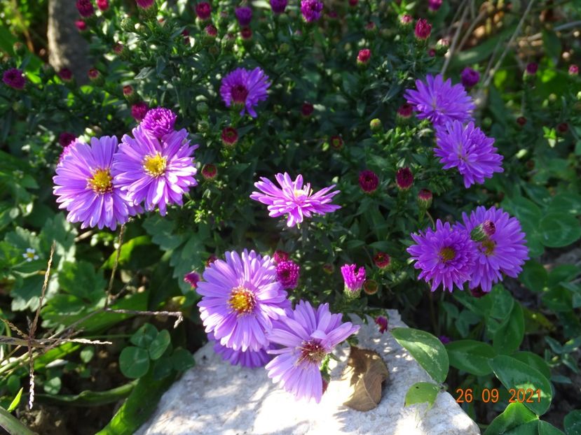 aster Rosenwichtel - Dobarland 2021 4
