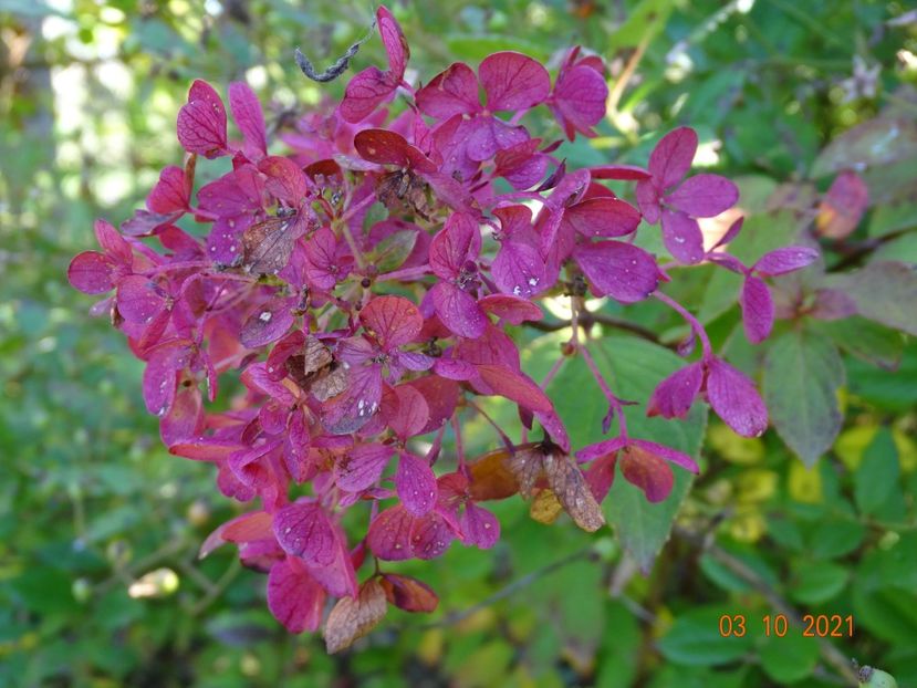 hydrangea pan. Diamant Rouge - Dobarland 2021 5