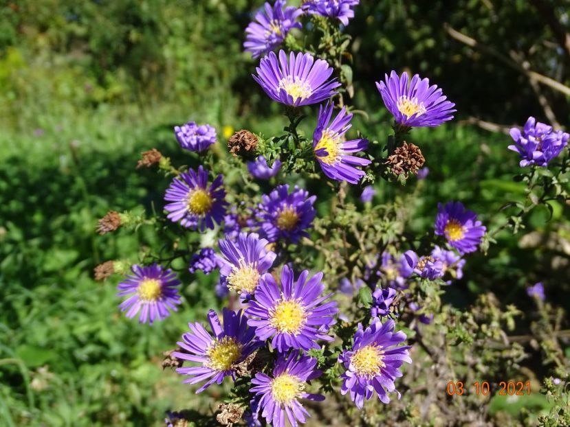 aster Island Samoa - Dobarland 2021 5