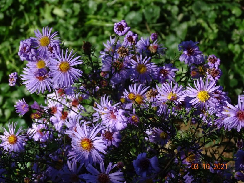 aster Blue Lagoon - Dobarland 2021 5