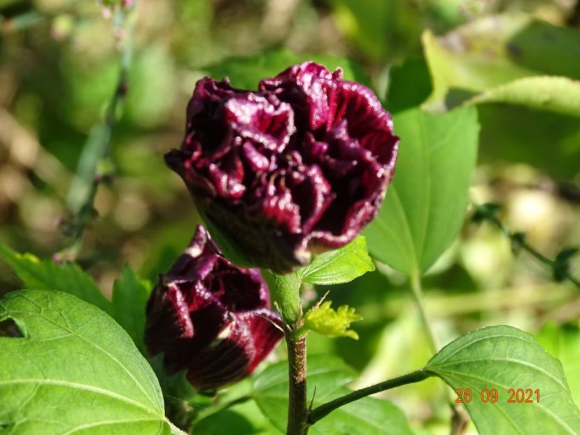 hibiscus syriacus French Cabaret Red - Dobarland 2021 4