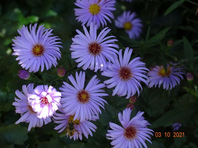 aster Blue Lagoon - Dobarland 2021 5