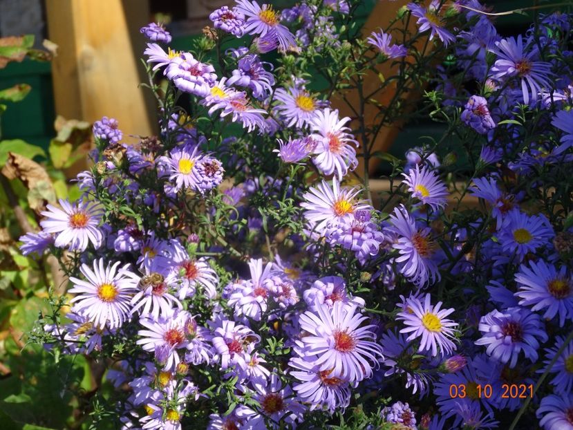 aster Blue Lagoon - Dobarland 2021 5