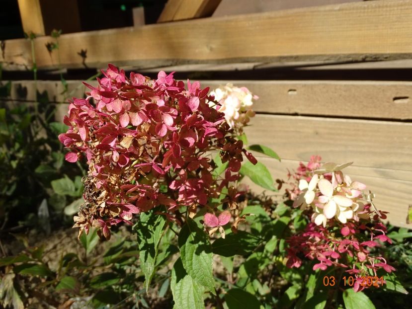 hydrangea pan. Pinkachu - Dobarland 2021 5